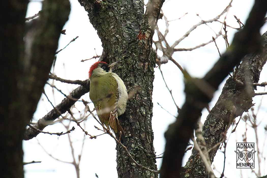 Eurasian Green Woodpecker